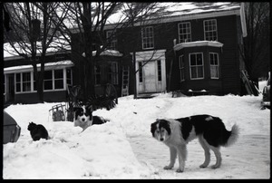Cat and two dogs in heavy snow in front of the house, Montague Farm commune