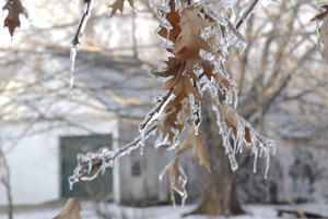 Close-up of leaves and twigs covered in thick ice