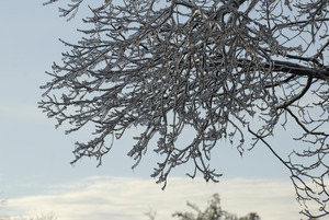 Thick ice accumulation on tree branches