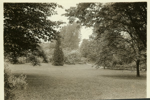 Rhododendron Garden