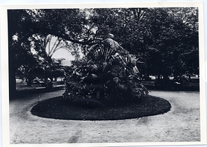 Shrubbery in Boston Public Garden