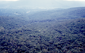Aerial oblique view of junction of South Branch of Birch Brook and Old Petersburg Road on 2 Sept 1971.