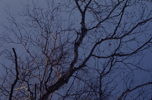 Gray birch (Betula populifolia) canopy.