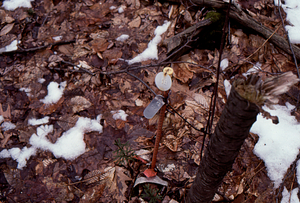 Birch Strips - White Birch Regeneration Study - White Birch Study Area. Milliacre plot 18 in Strip 1C.