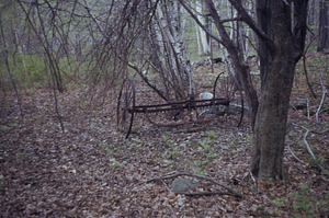 Dump hay rake abandoned in the Moon Lot, with gray birch (Betula populifolia) and paper birch (B. papyrifera).