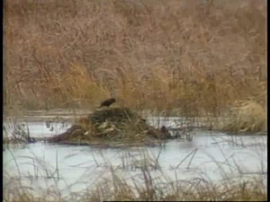 Land Between Two Rivers; Wetlands: Enclosed in Change