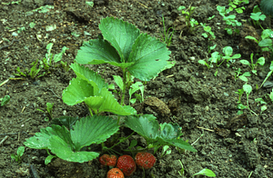 Strawberry (Fragaria × ananassa) from Primmer Lot strawberry field transplanted in the Buxton Garden.
