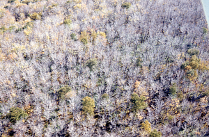 Aerial oblique view Frost Ellis Mine Hollow Head Wall, Pownal, VT on 14 October 1971.