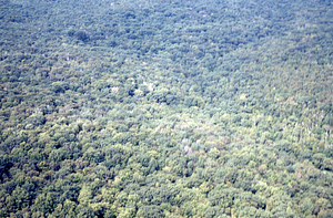 Aerial oblique view of junction of South Branch and Middle Branch of Birch Brook on 2 Sept 1971. View of Cruise Line 10.