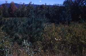 Red Pine planted in 1949 on bulldozed plot in hardhack study --Block 1.