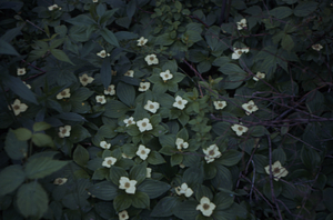 Bunchberry (Cornus canadensis) in flower along east side of Taconic Crest Trail.