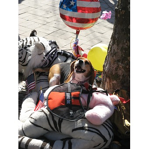 Dog surrounded by stuffed animals at Boston Marathon Copley Square memorial