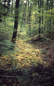 Ravine near the International Biological Programme (IBP) Plot - U.S. Forest Service Farm Forestry Unit A South.