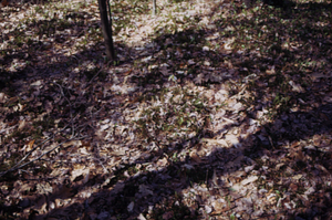 Ridge on fence line between the Hopkins pasture on right [dominated by red maple (Acer rubrum)] and the Rye Lot on left [dominated by paper birch (Betula papyrifera)]. Ground surface in pasture is ~30 cm higher than in the Rye Lot.