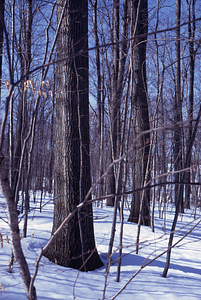 Mature red oaks in International Biological Programme (IBP) Plot - U.S. Forest Service Farm Forestry Unit A South
