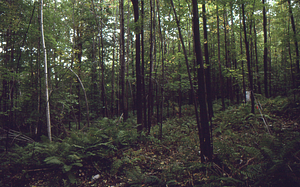 Paper birch regeneration study - Birch Strips. Cut strip 3.0 leaf litter collector.