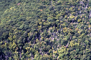 Aerial color image of east side of Taconic Crest at permanent plot 1105. False Color Infrared/True Color Project.