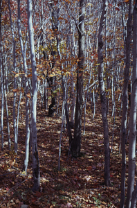 Stunted beech (Fagus grandifolia) forest in permanent plot 1206.