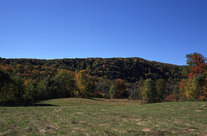 Mid-October view of Beinecke Stand on Northwest Hill from Hoosac Water Quality District Road near Moore's Pond.
