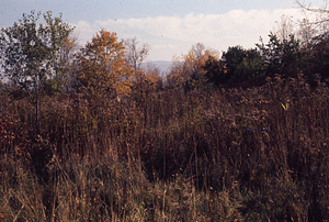 Parking Area near upper Northwest Hill Road entrance to the Hopkins Forest.