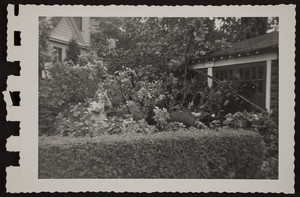 Fallen chestnut tree behind the Josiah Quincy House, Quincy, Mass.,1954