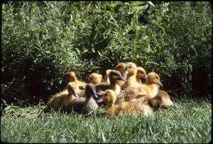 Ducklings in front garden, Serendipity Farm