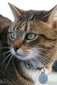 Tabby cat with collar tag bearing a peace symbol