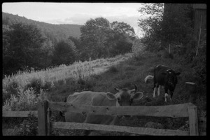 Cows (Jersey in front) in a pen by the barn, Montague Farm Commune