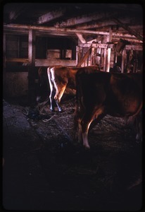 Cows in the barn, Montague Farm Commune