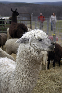 Overlook Farm (Heifer International): An alpaca, sheep, and a llama (in back)