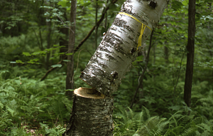 Falling paper birch in Paper Birch Biomass and Productivity study