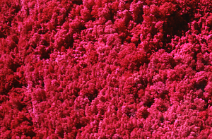 Aerial false-color IR image of Wire Bridge Farm Woods on Northwest Hill.
