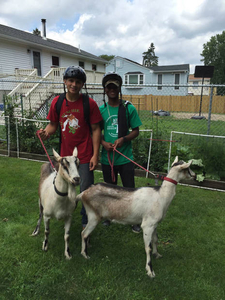 Hyde Park youth green team and goats!