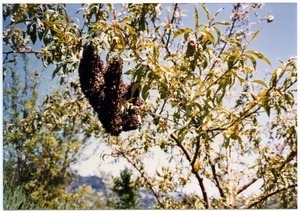 Wild bee swarm on peach tree