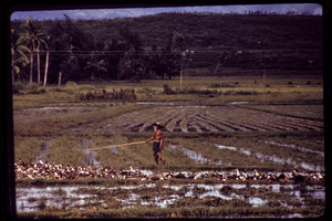 Judy's slides [Judy Weinstein?]: man herding ducks through rice paddies