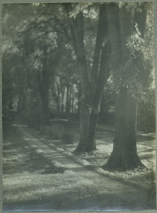 Tree-lined lane