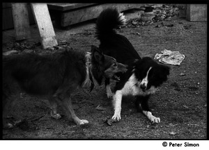 Eyore (right, also known as Barf Barf) and Montague, commune dogs, scuffling: Packer Corners commune