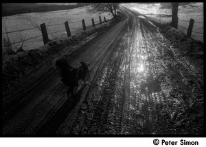Dog walking along a dirt road, Packer Corners commune