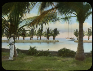 Cocoanut Grove (coconut palms, man looking out at water, boat)