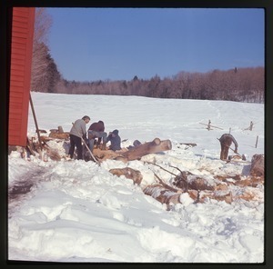 Splitting wood in the snow, Montague Farm Commune