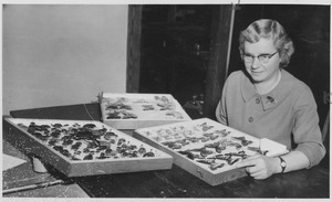 Marion E. Smith with trays of butterfly specimens