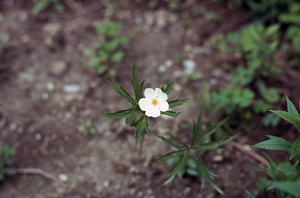 Canada anemone (Anemone canadensis) in the Buxton Garden site.