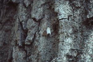 Gypsy moths mating on trunk of a beech tree.