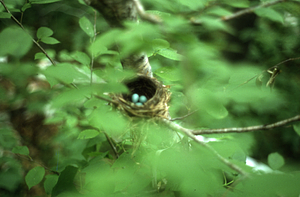 Veery nest in permanent plot 0817.