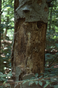 Tree originally having initials "W.C., AUG 1919 8" [Ward Cummings] carved into a beech (Fagus grandifolia) trunk, now deteriorated.