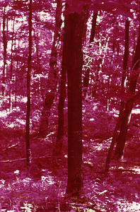 False color IR image of area near NY-MA state line formerly covered by false-buckwheat (Polygonum cilinode). False Color Infrared/True Color Project.