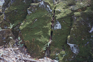 Walking Fern (Camptosorus rhizophyllus) on carbonate outcrop in the Beinecke Stand.