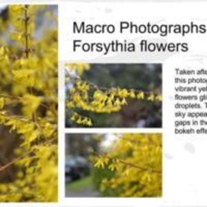 Yellow Forsythia