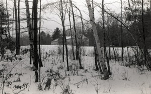 Birch stand in the snow, Warwick woods, with Brotherhood of the Spirit commune house in background