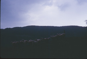 Sheep graze at dusk